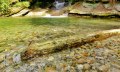 Hausbachklamm Baumstamm im Wasser