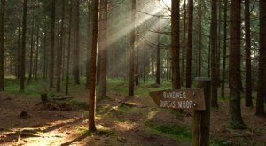 Im Wald beim Moor herrscht eine geheimnisvolle Stimmung. © Gemeinde Lindenberg