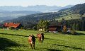 Oberreute Ortsansicht mit Kühen